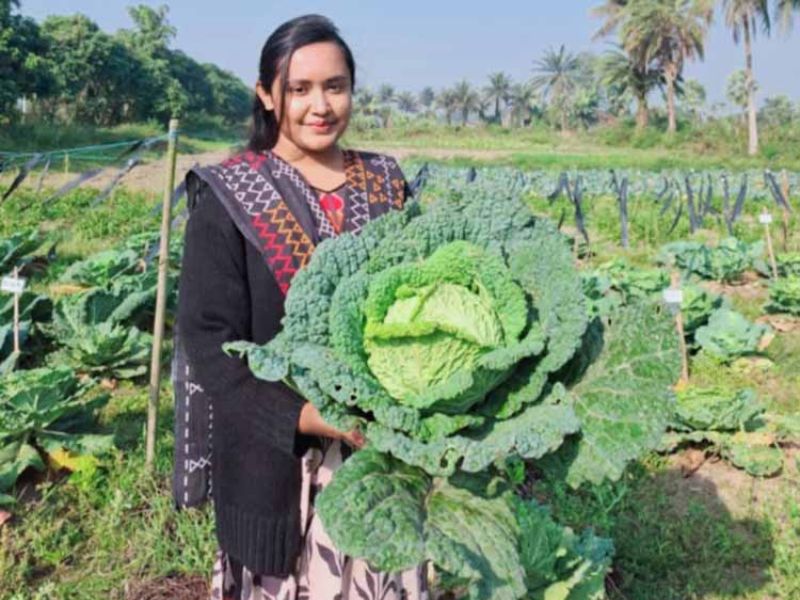 বাকৃবির গবেষকদলের ইউরোপিয়ান স্যাভয় ক্যাবেজ উৎপাদন